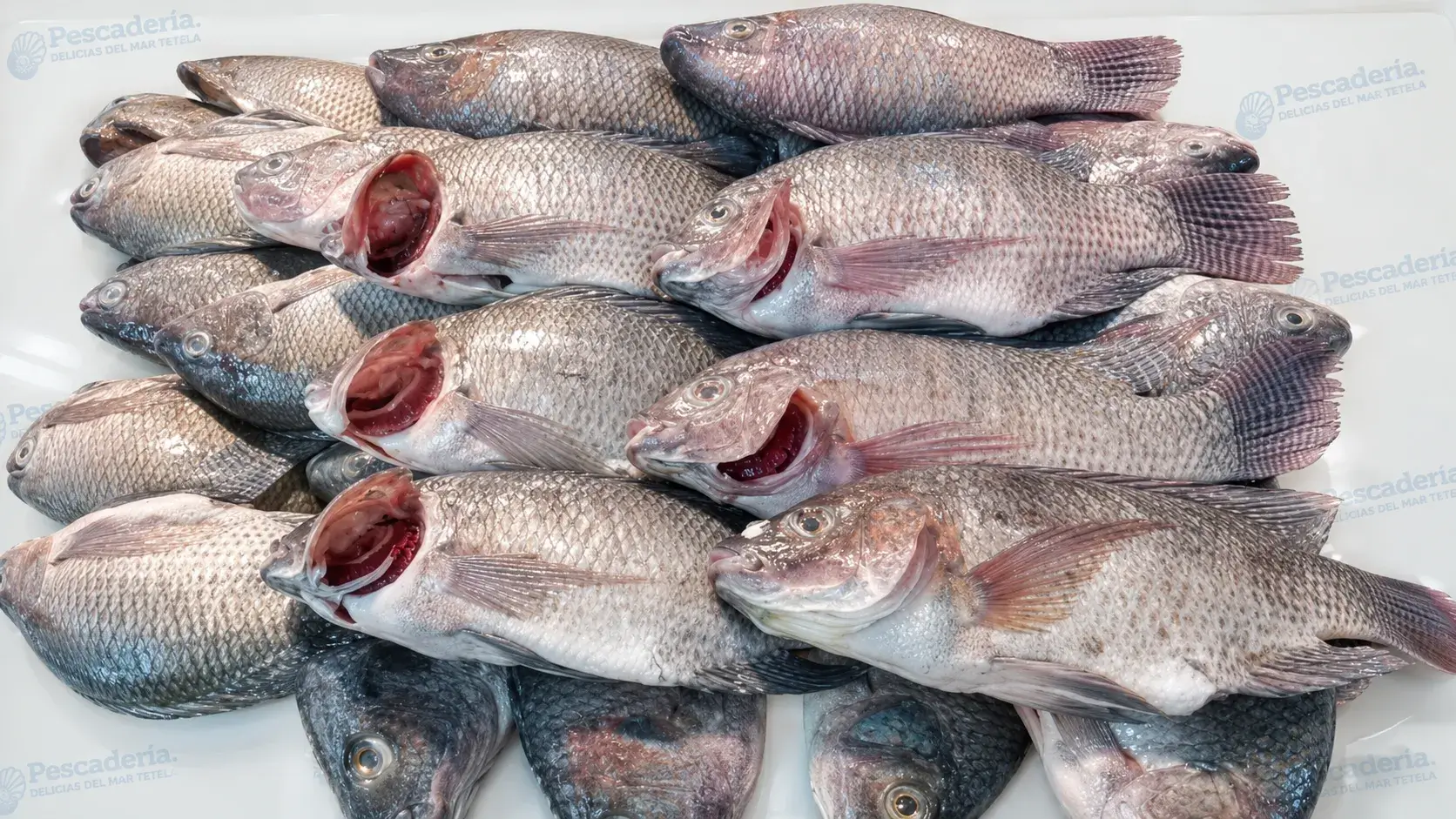 Mojarra